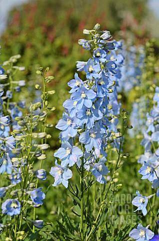 DELPHINIUM_ELATUM_BERGHIMMEL