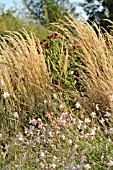 CALAMAGROSTIS X ACUTIFLORA KARL FOERSTER AND GAURA LINDHEIMERI