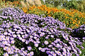 ASTER DUMOSUS BLAUE LAGUNE AND HELENIUM