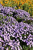 ASTER DUMOSUS BLAUE LAGUNE AND HELENIUM