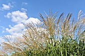 MISCANTHUS SINENSIS SILBERFEDER