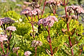 SEDUM TELEPHIUM MATRONA SYN. HYLOTELEPHIUM TELEPHIUM MATRONA AND EUPHORBIA SEGUIERIANA