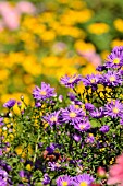 ASTER NOVI-BELGII VIOLETTA