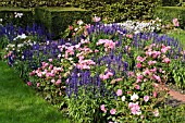 ASTER, ROSA AND SALVIA