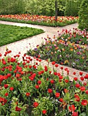 MIXED TULIP, BRITZER GARTEN, BERLIN, GERMANY