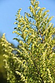 ARTEMISIA VULGARIS ORIENTAL LIMELIGHT