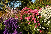 ASTER NOVI-BELGII VIOLETTA, ASTER NOVAE-ANGLIAE ANDENKEN AN ALMA POETSCHKE AND ASTER PRINGLEI WHITE STAR