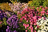 ASTER NOVI-BELGII VIOLETTA, ASTER NOVAE-ANGLIAE ANDENKEN AN ALMA POETSCHKE AND ASTER PRINGLEI WHITE STAR