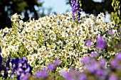 LEUCANTHEMELLA SEROTINA