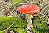 AMANITA MUSCARIA