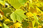 LIRIODENDRON TULIPIFERA