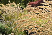 STIPA CALAMAGROSTIS