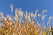 MISCANTHUS SACCHARIFLORUS