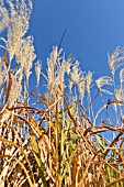 MISCANTHUS SACCHARIFLORUS