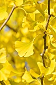 GINKGO BILOBA