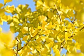 GINKGO BILOBA