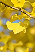 GINKGO BILOBA