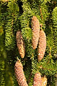 PICEA ABIES VIMINALIS