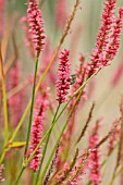 BISTORTA AMPLEXICAULIS FIRETAIL SYN. POLYGONUM AMPLEXICAULE FIRETAIL