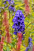 ACONITUM CARMICHAELII