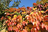 PARTHENOCISSUS TRICUSPIDATA