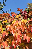 PARTHENOCISSUS TRICUSPIDATA