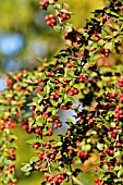 COTONEASTER DIVARICATUS