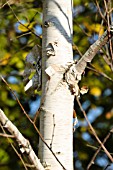 BETULA UTILIS VAR. JACQUEMONTII