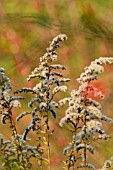 SOLIDAGO CANADENSIS