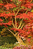 ACER PALMATUM AUTUMN GLORY