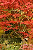 ACER PALMATUM AUTUMN GLORY