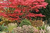 ACER PALMATUM AUTUMN GLORY