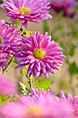 CHRYSANTHEMUM INDICUM ROSENMARGUERITE