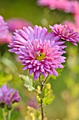 CHRYSANTHEMUM INDICUM ROSENMARGUERITE