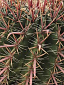 FEROCACTUS PENINSULAE