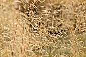 DESCHAMPSIA CESPITOSA