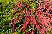 JUNIPERUS SABINA TAMARISCIFOLIA AND COTONEASTER HORIZONTALIS