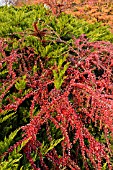 JUNIPERUS SABINA TAMARISCIFOLIA AND COTONEASTER HORIZONTALIS