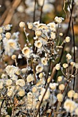 ANEMONE HUPEHENSIS VAR. JAPONICA