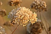 HYDRANGEA MACROPHYLLA