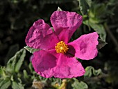 CISTUS CRISPUS, ROCK ROSE