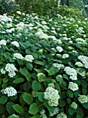 HYDRANGEA ARBORESCENS SUBSP. DISCOLOR STERILIS