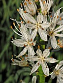 ASPHODELUS ALBUS, ASPHODEL