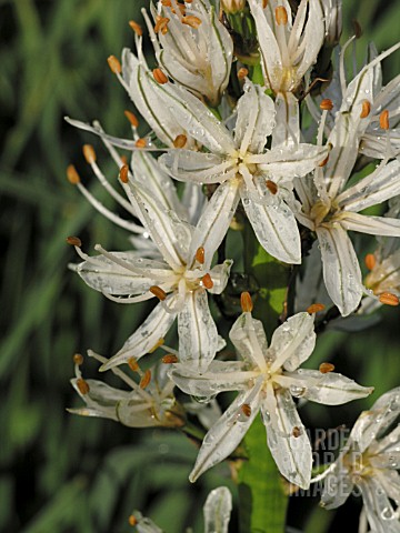 ASPHODELUS_ALBUS_ASPHODEL