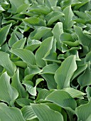 HOSTA NIGRESCENS KROSSA REGAL