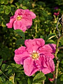 ROSA RUGOSA, JAPANESE ROSE