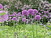 ALLIUM GLADIATOR, GIANT ALLIUM