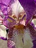 IRIS HYBRID