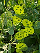 LUNARIA ANNUA, ANNUAL HONESTY