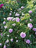 ROSA X CENTIFOLIA CATHERINE DE WURTTEMBERG, CABBAGE ROSE